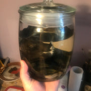 Wet specimen piglet